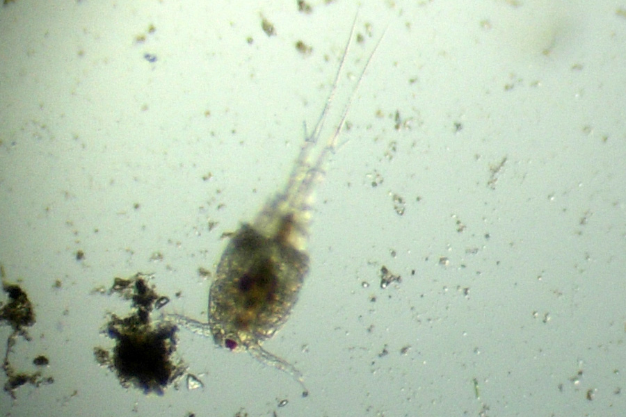 Copepode